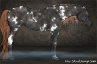 Horse Color:White Spotted Liver Chestnut Rabicano 