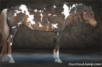 Horse Color:White Spotted Liver Chestnut 