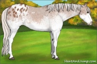 Horse Color:White Spotted Silver Bay Appaloosa Rabicano 