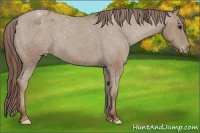 Horse Color:Classic Champagne Appaloosa Rabicano 