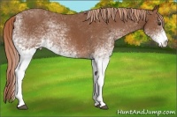 Horse Color:White Spotted Chestnut