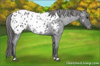 Horse Color:Blue Roan Appaloosa
