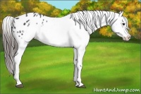 Horse Color:Blue Roan Splash Frame Appaloosa 