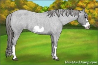 Horse Color:Blue Roan Splash Frame Appaloosa