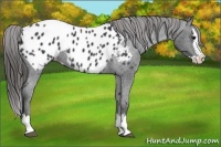 Horse Color:Blue Roan Splash Appaloosa