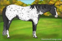 Horse Color:Blue Roan Splash Appaloosa 