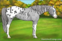 Horse Color:Blue Roan Splash Appaloosa