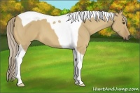 Horse Color:Palomino Dun Tobiano 