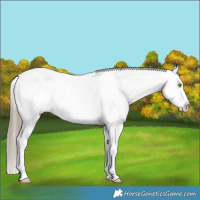 Horse Color:Liver Chestnut Sabino Appaloosa 