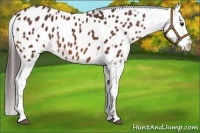 Horse Color:Bay Sabino Appaloosa 