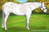 Horse Color:White Spotted Bay Dun Splash Appaloosa 
