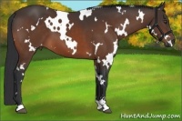 Horse Color:White Spotted Bay Sabino