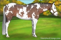 Horse Color:White Spotted Bay Roan Splash