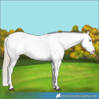 Horse Color:White Spotted Chocolate Palomino Dun Blanket