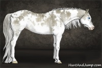 Horse Color:White Spotted Chocolate Palomino Ice Splash Rabicano