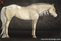 Horse Color:White Spotted Liver Chestnut Pearl 
