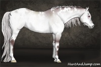 Horse Color:White Spotted Chocolate Silver Bay Chinchilla Onyx