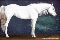 Horse Color:Amber Champagne Appaloosa and Amber Champagne Splash Appaloosa