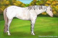 Horse Color:White Spotted Bay Dun Appaloosa