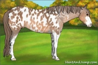 Horse Color:Buckskin Sabino Near Leopard Rabicano