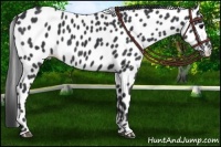 Horse Color:Black Appaloosa