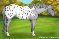 Horse Color:Blue Roan Appaloosa