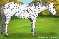 Horse Color:Blue Roan Appaloosa 