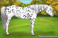 Horse Color:Black Appaloosa