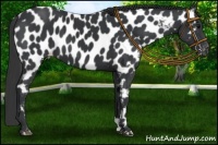 Horse Color:Black Near Leopard 