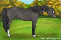 Horse Color:Black Sabino