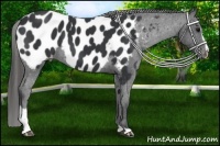 Horse Color:Black Sabino Appaloosa 