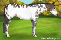 Horse Color:Buckskin Sabino Frame Appaloosa