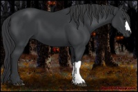 Horse Color:Black 