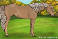 Horse Color:Palomino