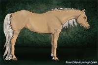 Horse Color:Palomino 