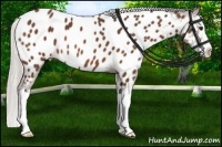 Horse Color:Silver Bay Sabino Splash Appaloosa