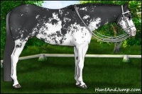 Horse Color:Black Sabino Appaloosa 