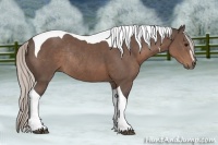 Horse Color:Silver Black Sabino Tobiano Rabicano 