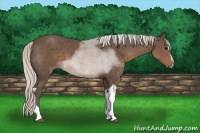 Horse Color:Silver Black Sabino Tobiano 