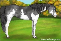 Horse Color:Black Splash