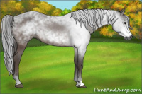 Horse Color:Gray Bay 