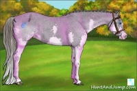Horse Color:Black Splash Appaloosa 