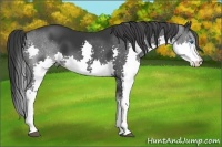 Horse Color:Black Splash
