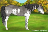 Horse Color:Grullo Splash 