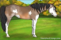 Horse Color:Bay Splash 