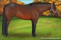 Horse Color:Bay 