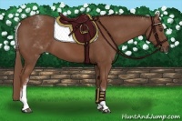Horse Color:White Spotted Chestnut Sabino
