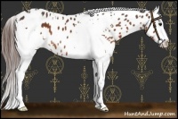 Horse Color:White Spotted Bay Appaloosa