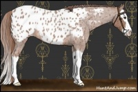 Horse Color:Red Roan Splash Near Leopard
