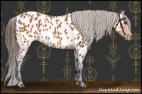 Horse Color:Bay Appaloosa 